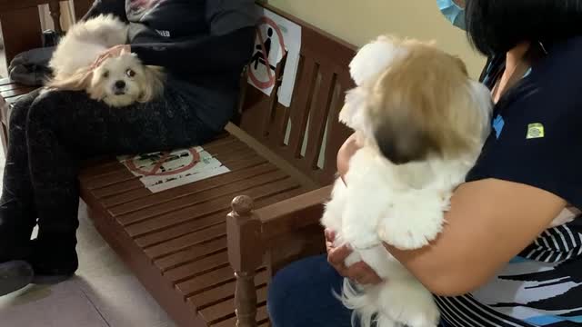 Shih Tzu Finds Love at the Vet