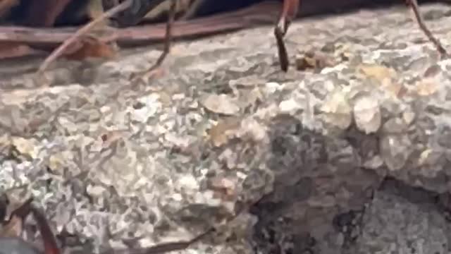 Cute Ant 🐜 too closed take videos 🥰👍🏻