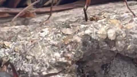 Cute Ant 🐜 too closed take videos 🥰👍🏻