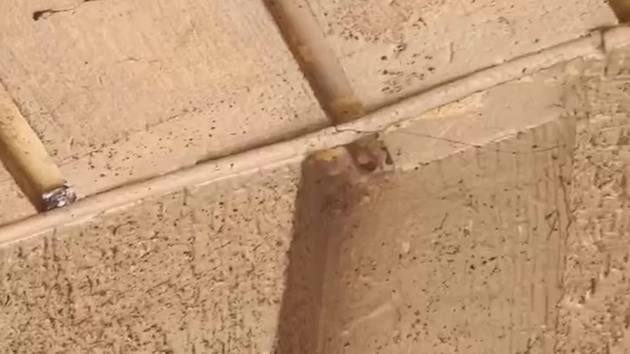 How-to Avoid bees and wasps in cracks and holes around your house - how to guide