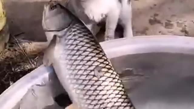 This cat steals fish😂😂😂😂🤪🤪