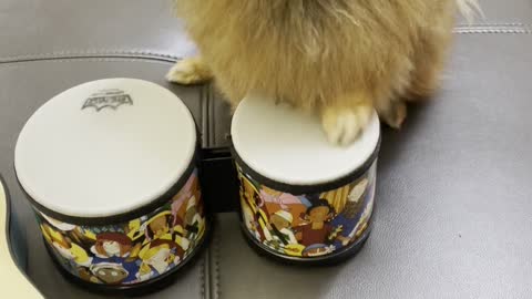 Clever Doggy Drums up a Treat