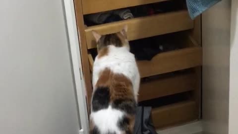 Brown black white cat plays with shelves wood floor
