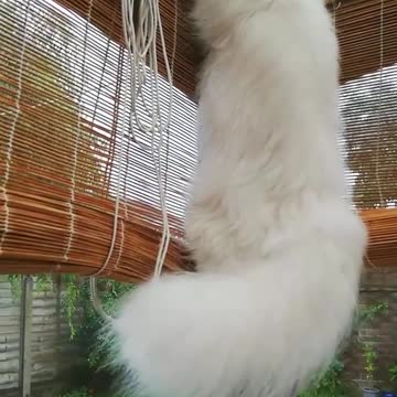 When Edgar tried to catch a bird through the conservatory ceiling