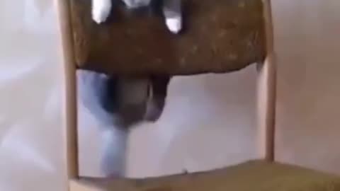 Funny fighting cat with chair