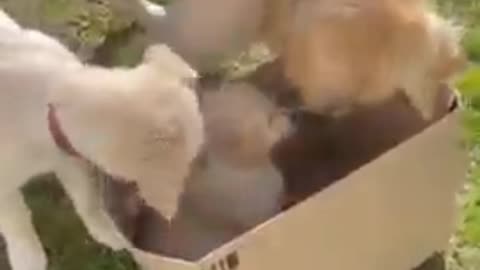 Dogs Welcome new puppy addition to the family members