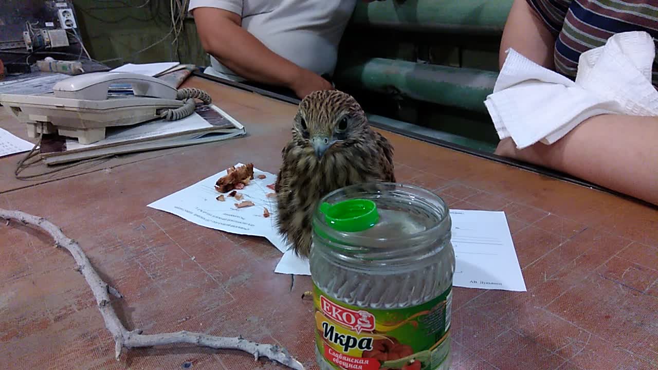 rescue of the kestrel