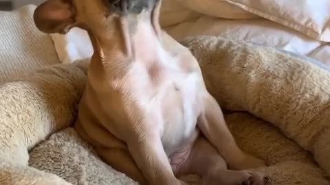 Bulldog Looks Like Monday Morning Feels