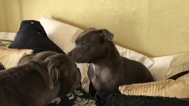 When you want to play fight and your sister is not up for it