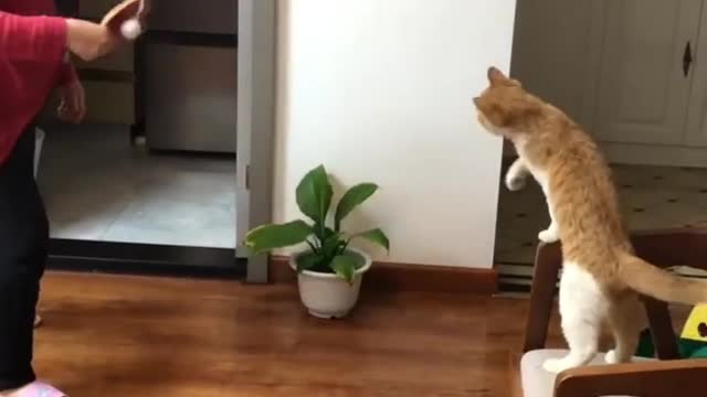 Time spent with cats is never wasted
