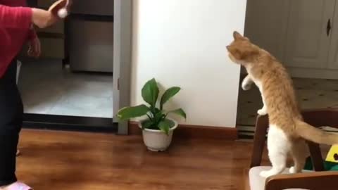 Time spent with cats is never wasted