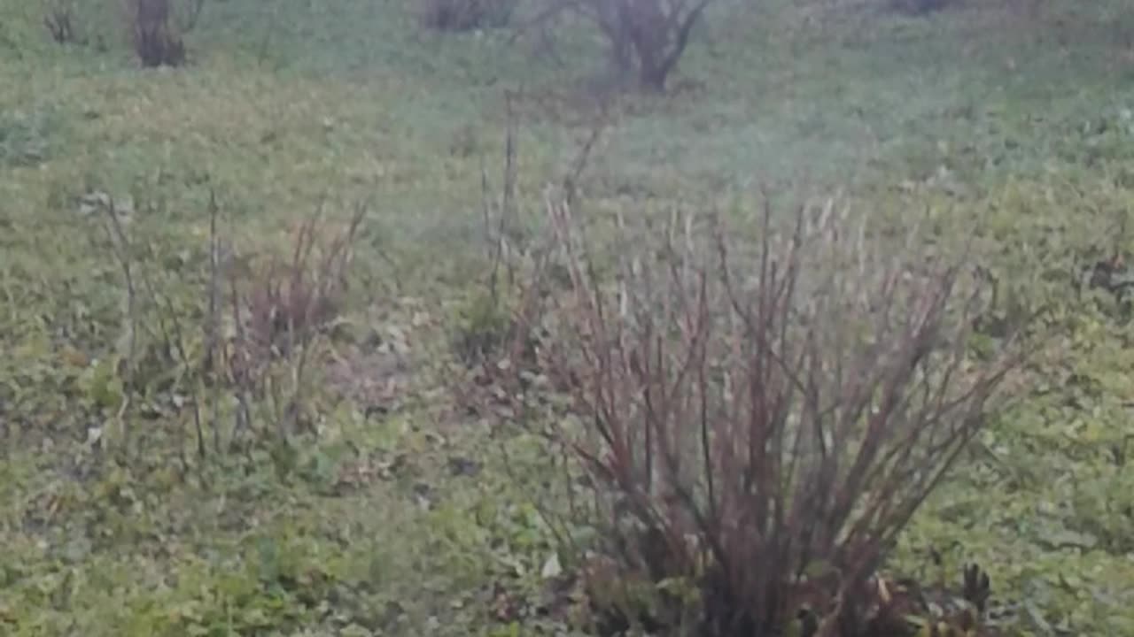Ogród w październiku