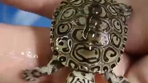 Cute spotted turtle