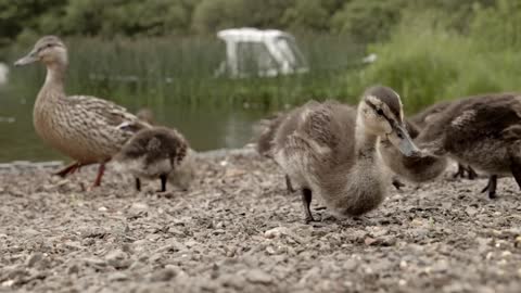 Beautiful is part of nature as duck,sea and fish