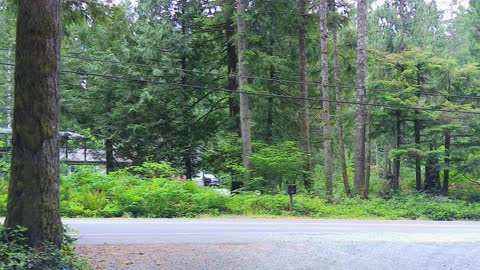 BIGFOOT REPORT AT MT. SI TRAIL IN NORTH BEND, WA.