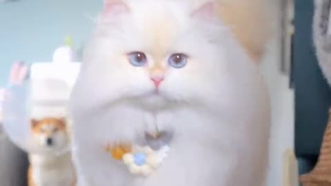 Cute cats video compilation 32