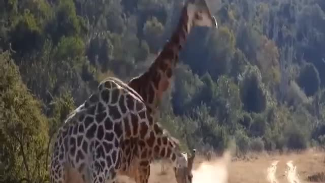 Have you seen two giraffes fighting, here is what it looks like