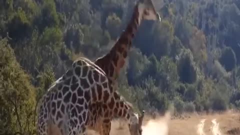 Have you seen two giraffes fighting, here is what it looks like