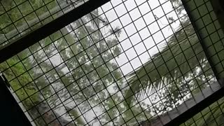 Cyclone yasa 3