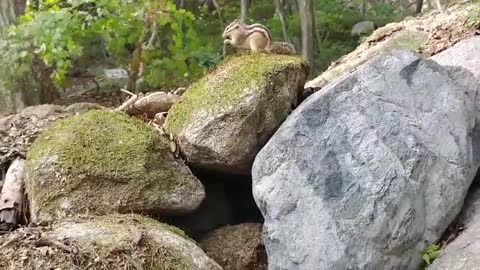 Squirrel eating acorns