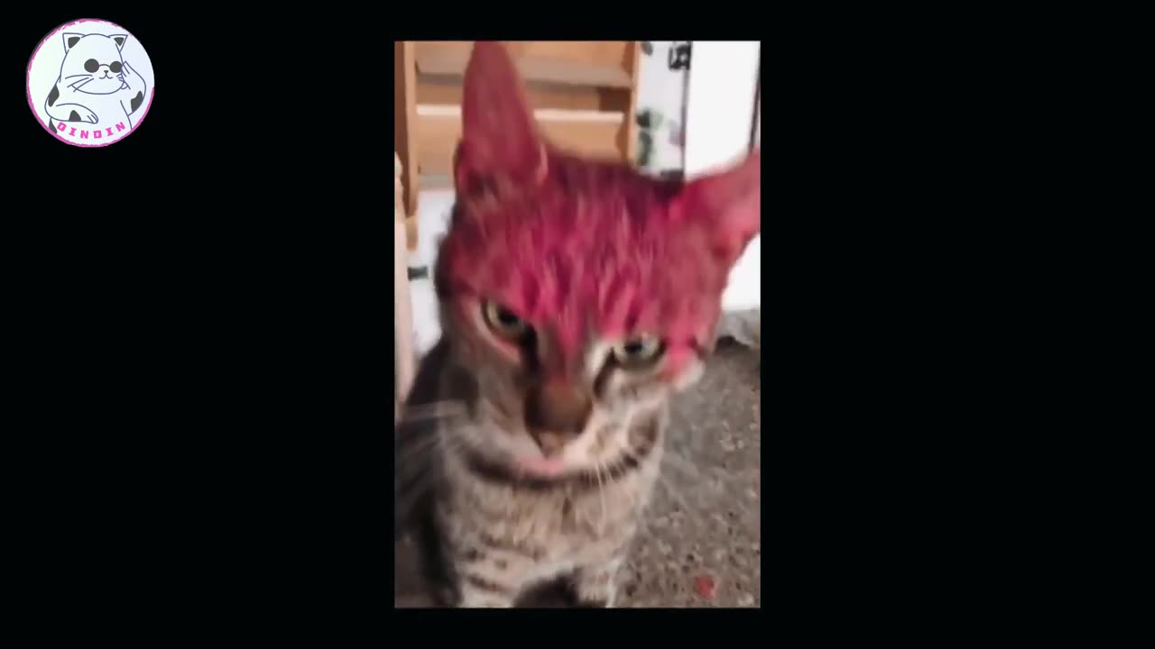 "The Cutest & Funniest Animal Compilation Ever!"