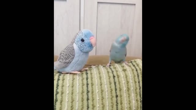 Budgies love to find a friend who is loving and loyal