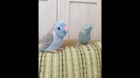 Budgies love to find a friend who is loving and loyal