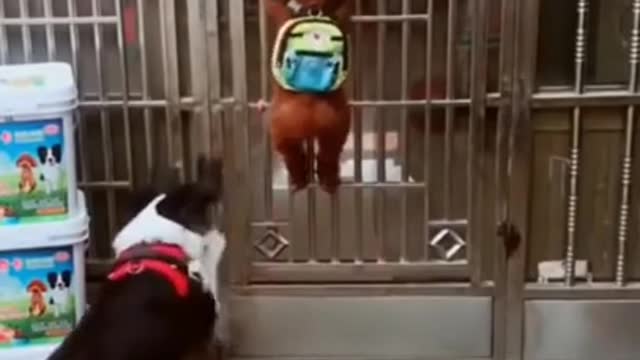 The intelligent dogs open the door by themselves #Shorts