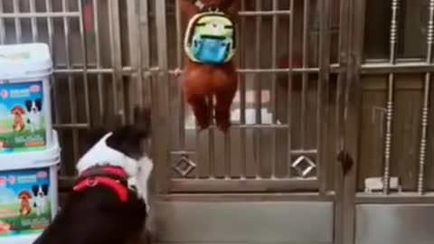 The intelligent dogs open the door by themselves #Shorts