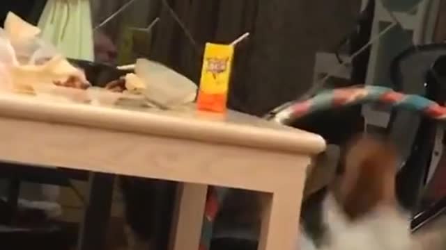 Little dog falls from the table but doesn't get hurt