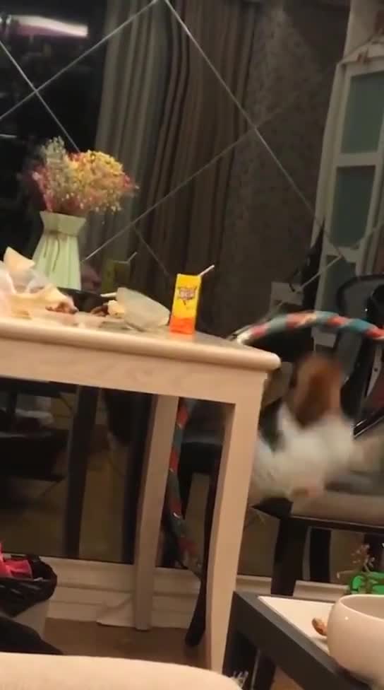 Little dog falls from the table but doesn't get hurt