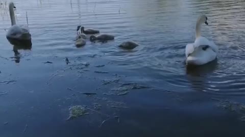 Addition to the swan family