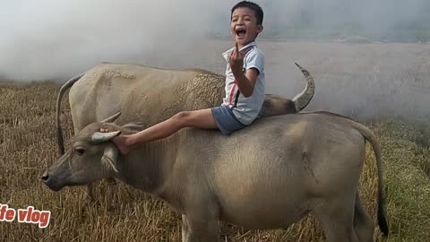 young buffalo herding buffalo in the field