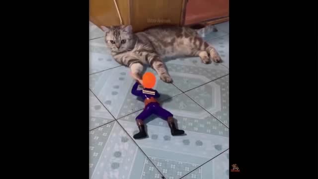 Funniest Animals - Best Of The 2022 Funny Animal Videos #1