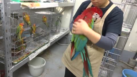 Beautiful Birds For Macaw Parrot For Tooking