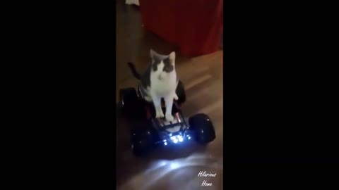 Cute Pets And Funny Cats Watch Until The End Don't Miss !