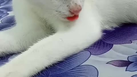 Kittens dream to sleep