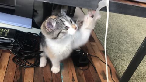 Cute cat is afraid of the electrical wire