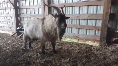 Gabbing Goat