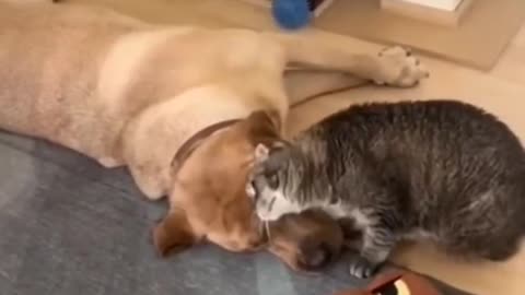 Love ❤️animals