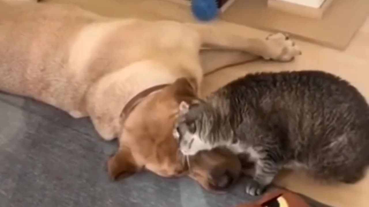 Love ❤️animals