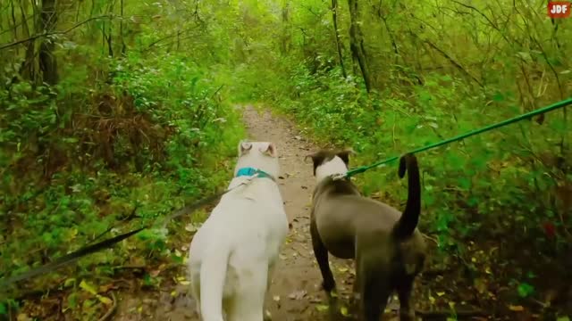 dog training