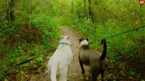dog training