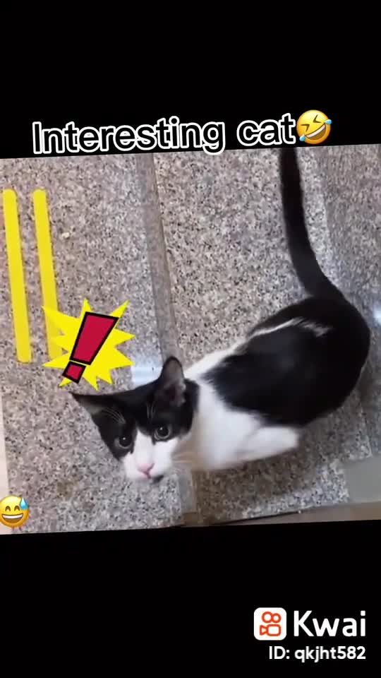 Intresting cat play with man