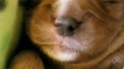 Lindo perrito durmiendo y imaginando