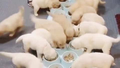 Funniest cute puppy dogs eating