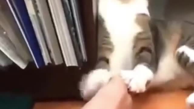 funny cats and dogs