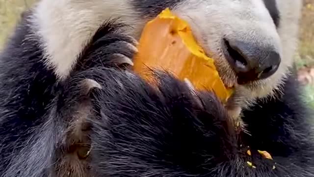 Today I don't eat bamboo but I eat pumpkin but it yummy too....