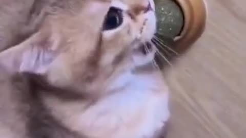 Cute Pets