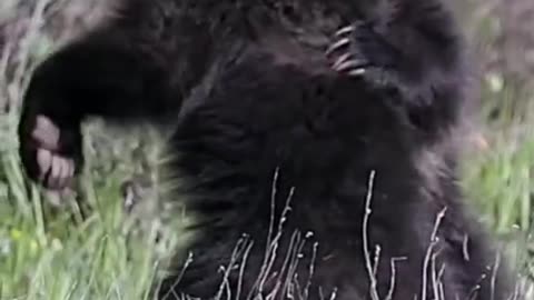 cute bear playing
